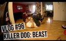 VLOG #96: KILLER DOG BEAST | SCCASTANEDA