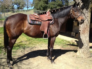 This is one of my many mares Topper! 
