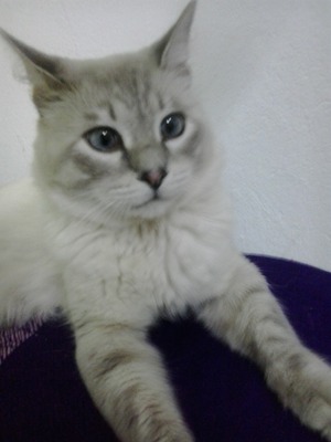 Arij Y.