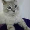 Arij Y.