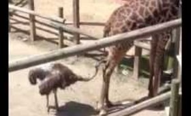 Violated Giraffe at the Zoo
