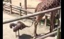 Violated Giraffe at the Zoo