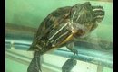 Lucy the Red Ear Slider - Dinner time!