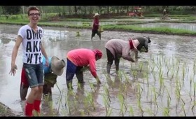 Thailand VLOG 4: Farangs Planting Rice ^_^
