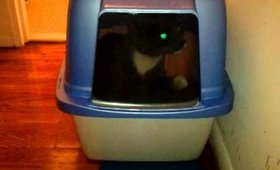 Marley stuck in his litter box