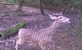 Feeding White Tailed Deer at Belize Zoo.AVI