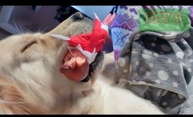 Someone Doesn't Like Elf On The Shelf - VLOGMAS Day 9 | Danielle Scott