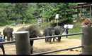 Vlog#20-Elephant Camp-Chiangmai,Thailand