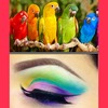 Rainbow birds!!