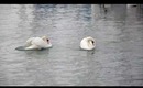 swan dance @villeneve suisse