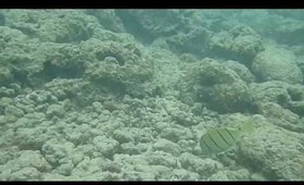 Hanauma Bay Underwater Video of Fishes 6.20.13 Part 5