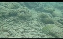 Hanauma Bay Underwater Video of Fishes 6.20.13 Part 5