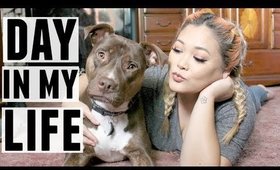 A Day In My Life with a Handicap Dog | JaaackJack + ZoeyTheLabPit