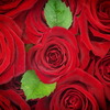 Mandeep K.