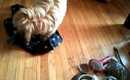 Silly Dog and a Hairbrush