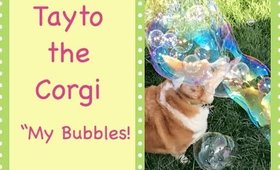 Tayto the Corgi "My Bubbles" in slow motion
