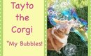 Tayto the Corgi "My Bubbles" in slow motion