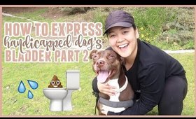 How To Express A Dog's Bladder Part 2 | Handicapped Pets