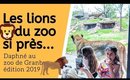 #ZooDeGranby - Les lions de près... 😱