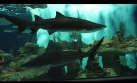 Family Vlog-OdySea Aquarium