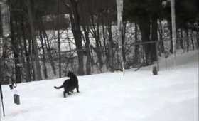 Squirrel Who kept his nuts