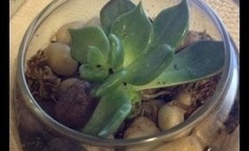 How to Make a Terrarium - Home Decor! Great for Dorms & Apartments!