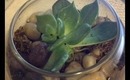 How to Make a Terrarium - Home Decor! Great for Dorms & Apartments!