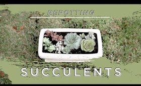 Repotting Succulents from Walmart | Sarah Barrett