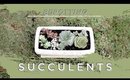 Repotting Succulents from Walmart | Sarah Barrett