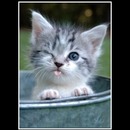 Cute,funny,striped cat
