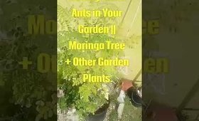 Getting Rid of Ants in the Garden || Moringa Tree + Other Garden Potted Plants