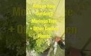 Getting Rid of Ants in the Garden || Moringa Tree + Other Garden Potted Plants
