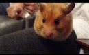 Meet My Cute Hamster: Mochi