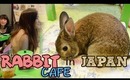 Rabbit Cafe in JAPAN! ウサギカフェに行ってみました！