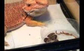 Our lazy bearded dragon being coaxed to wake up.