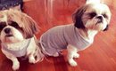 EASY DIY Dog Sweater (in 3 different ways!) (No Sewing)
