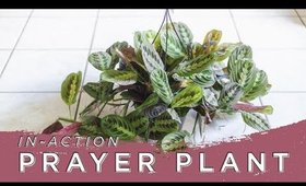 Prayer Plant Time-Lapse | Sarah Barrett
