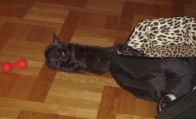 Funny French Bulldog sleeping / Смешной спящий Французский Бульдог
