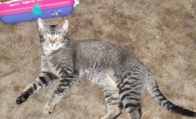 Ramses Playing With Plastic Easter Egg Adorable Kitten