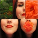 Orange rose
