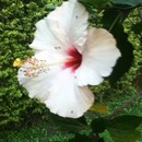 Hibiscus Flower 
