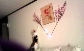 Pet: Caty play on wall