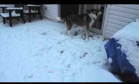 Mr. Martin Frolicking in the Snow