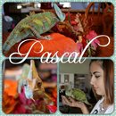 Pascal! 