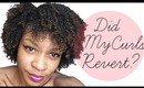 Hair| Watch my Natural Hair Revert