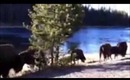 Bison At Yellowstone