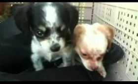 Puppies Looking for a good loving home