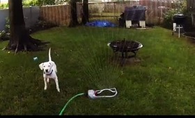 Bella vs Sprinkler (GoProHero3)