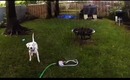 Bella vs Sprinkler (GoProHero3)
