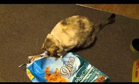 Mihoshi rips open a cat food bag